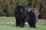 CHOW CHOW 782